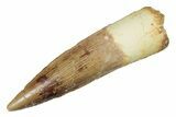 Real Fossil Spinosaurus Tooth - Beautiful Preservation #264804-1